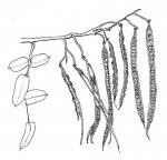 Senna petersiana