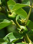 Senna petersiana