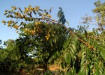 Senna petersiana