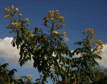 Senna petersiana
