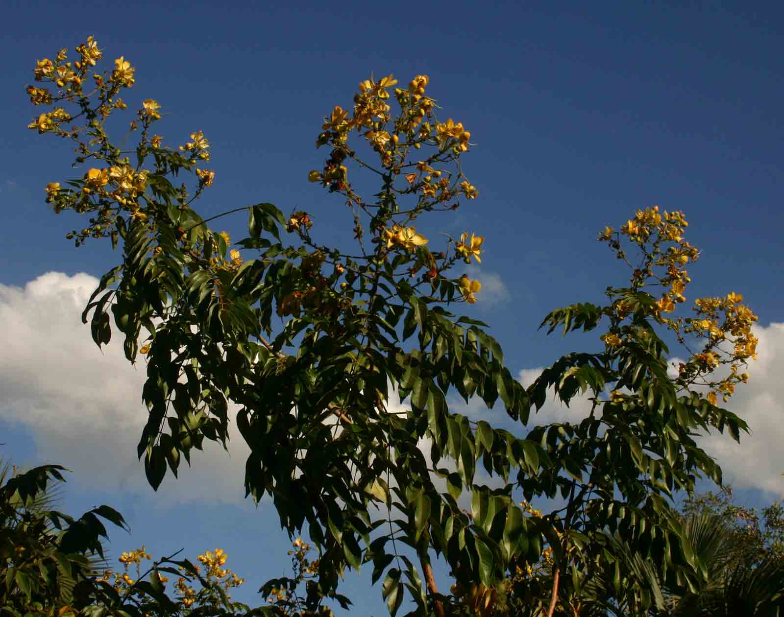 Senna petersiana