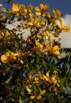 Senna petersiana