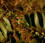 Senna petersiana