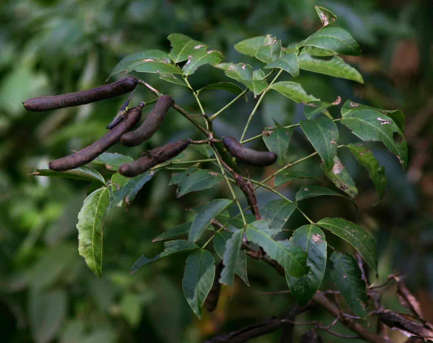 Senna septemtrionalis