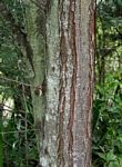 Gleditsia triacanthos