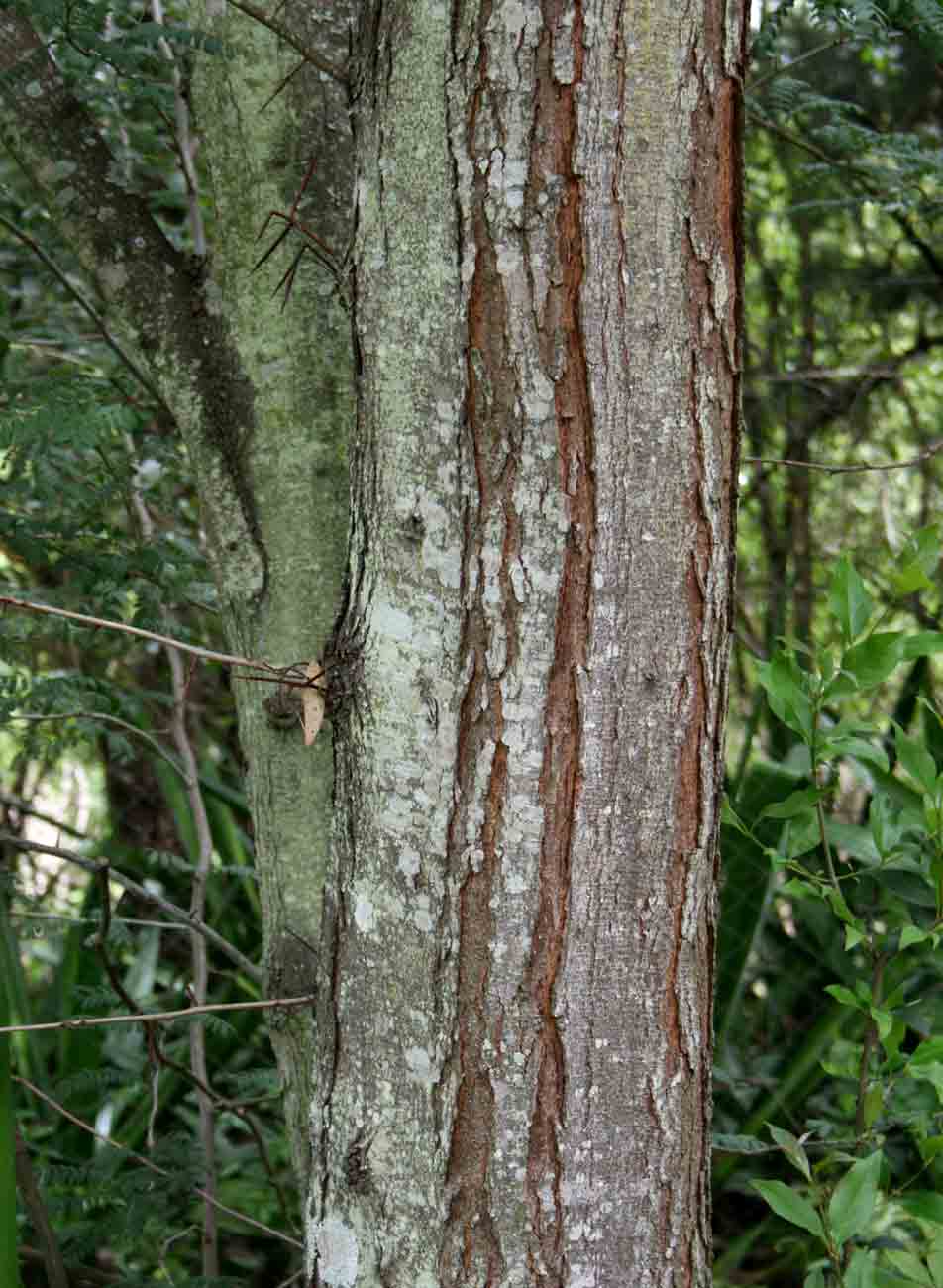 Gleditsia triacanthos