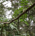 Gleditsia triacanthos