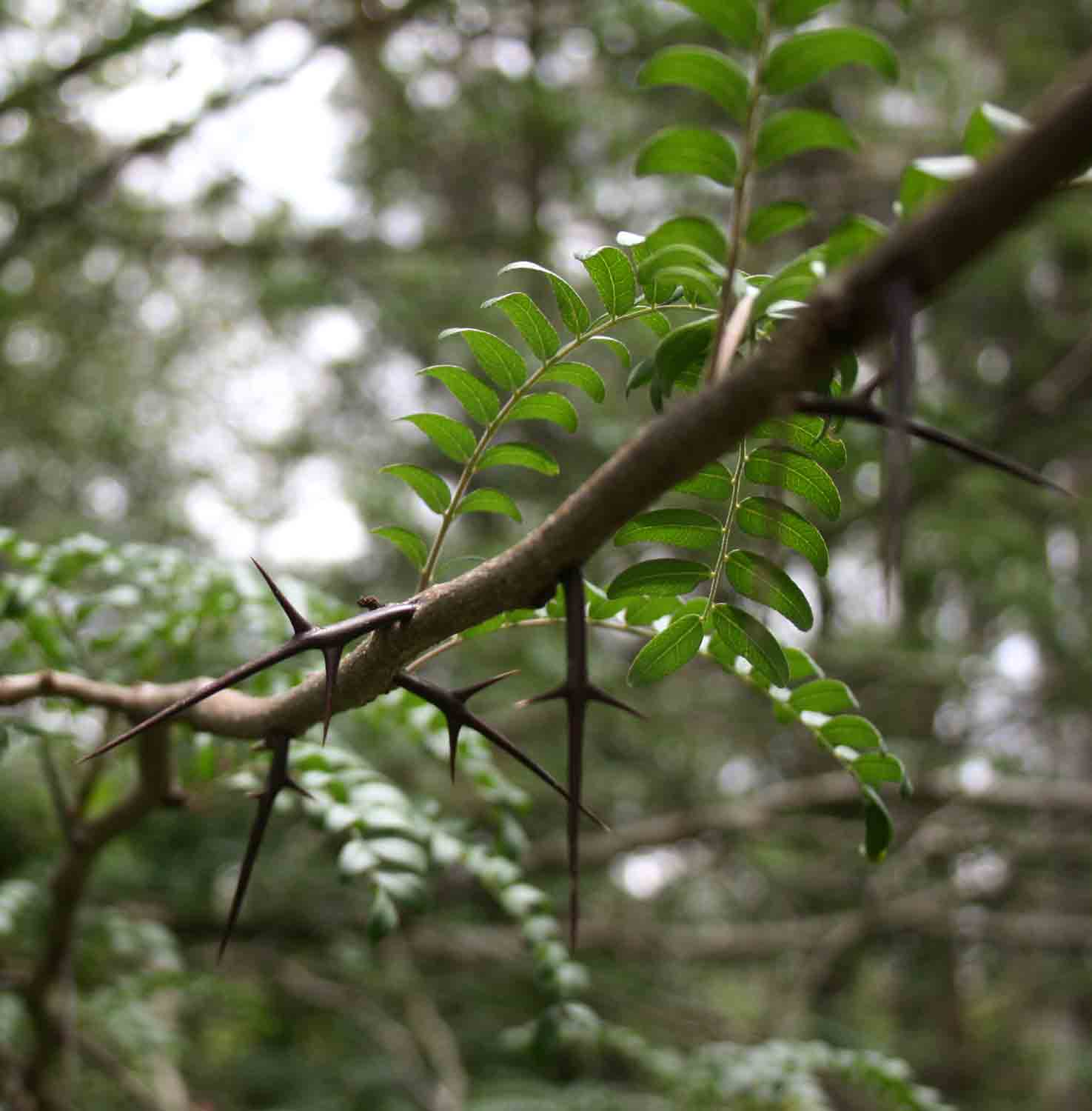 Gleditsia triacanthos