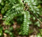 Gleditsia triacanthos