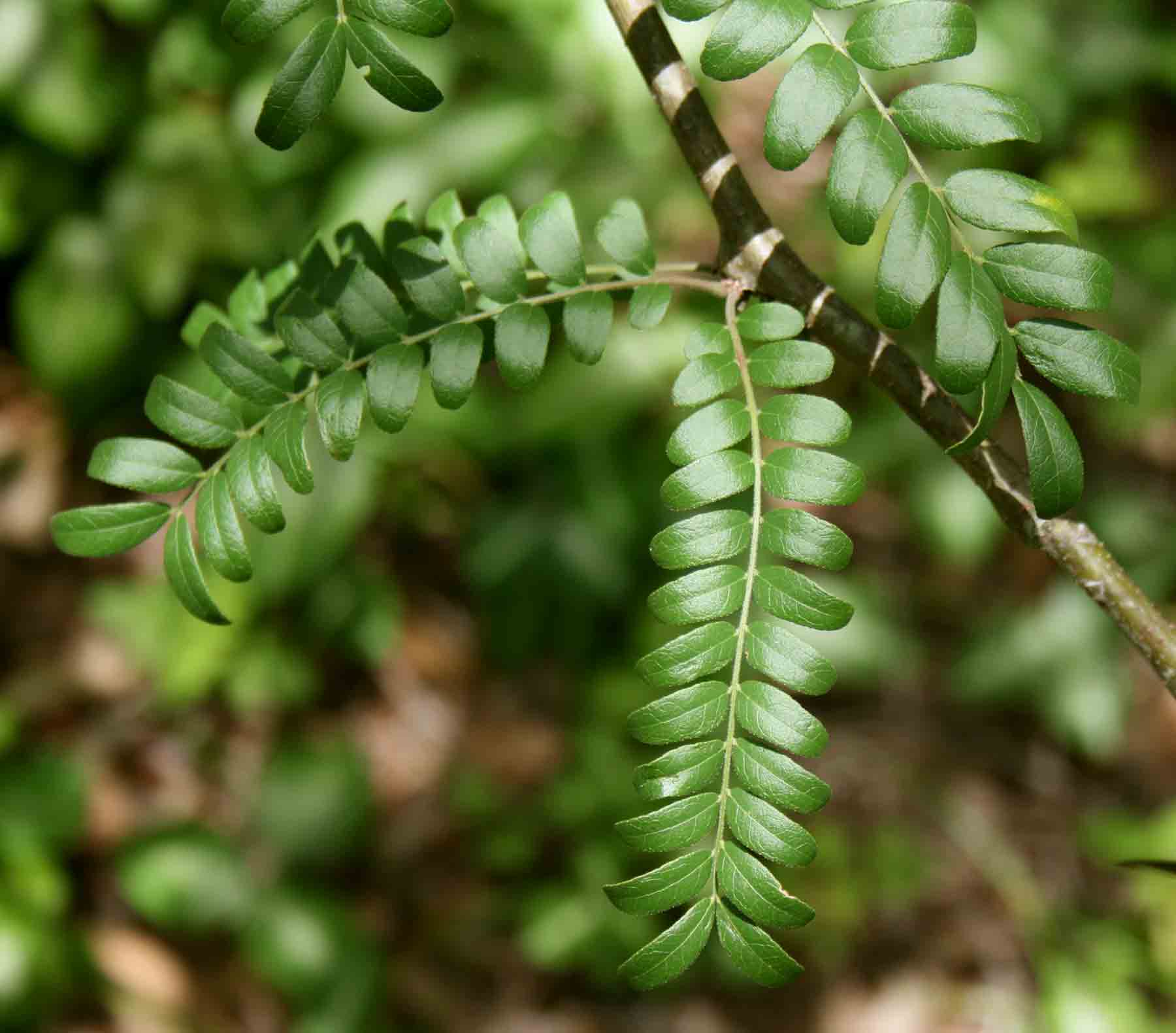 Gleditsia triacanthos