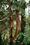 Gleditsia triacanthos