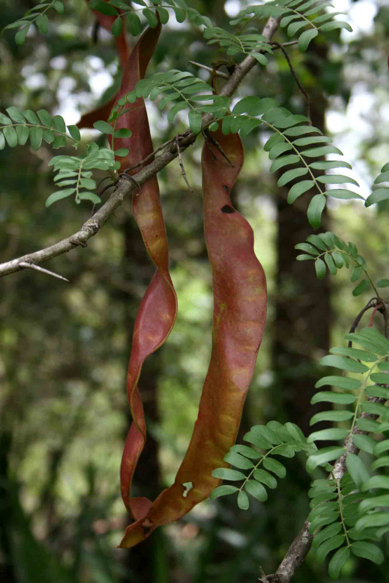 Gleditsia triacanthos