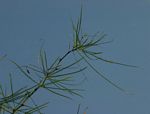 Parkinsonia aculeata