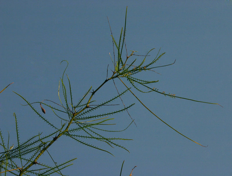 Parkinsonia aculeata
