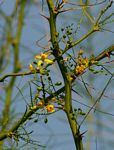 Parkinsonia aculeata