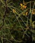 Parkinsonia aculeata