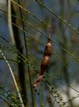 Parkinsonia aculeata