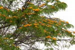 Cordyla africana