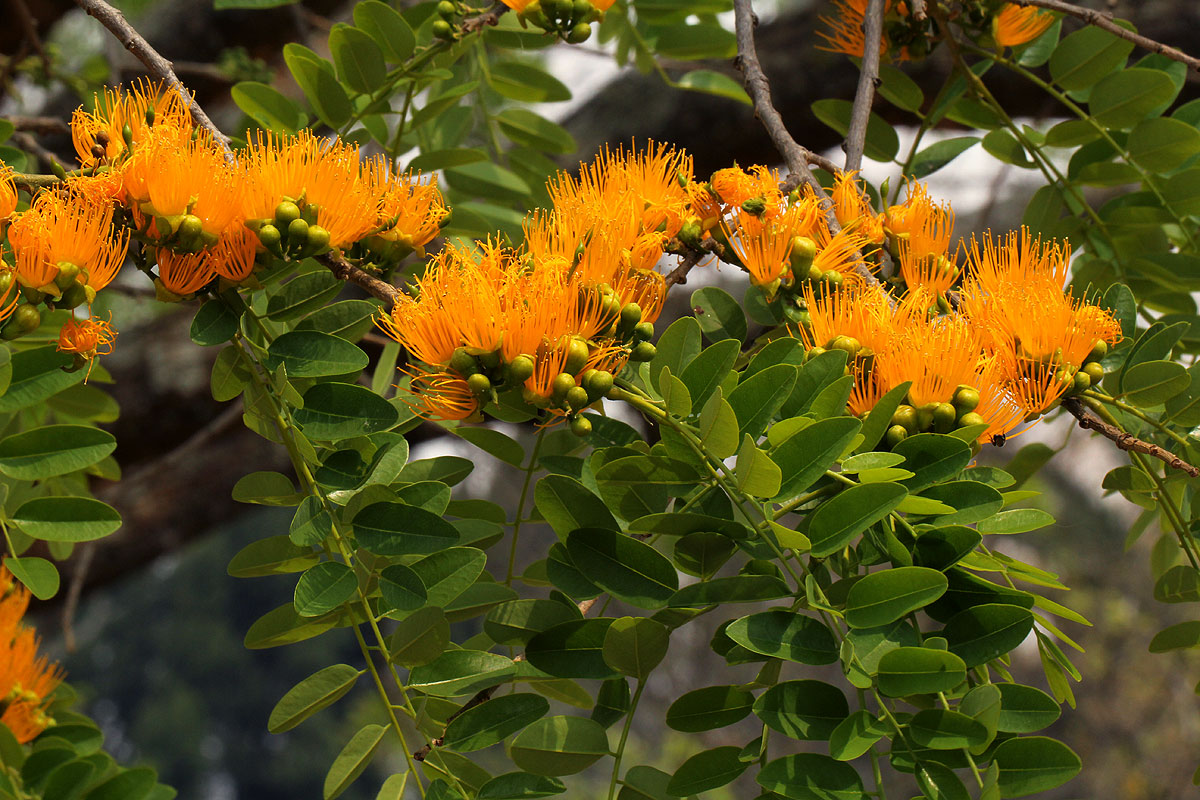 Cordyla africana