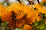 Cordyla africana