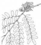 Cordyla africana