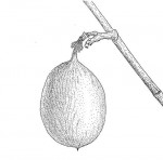 Cordyla africana