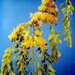 Cordyla africana
