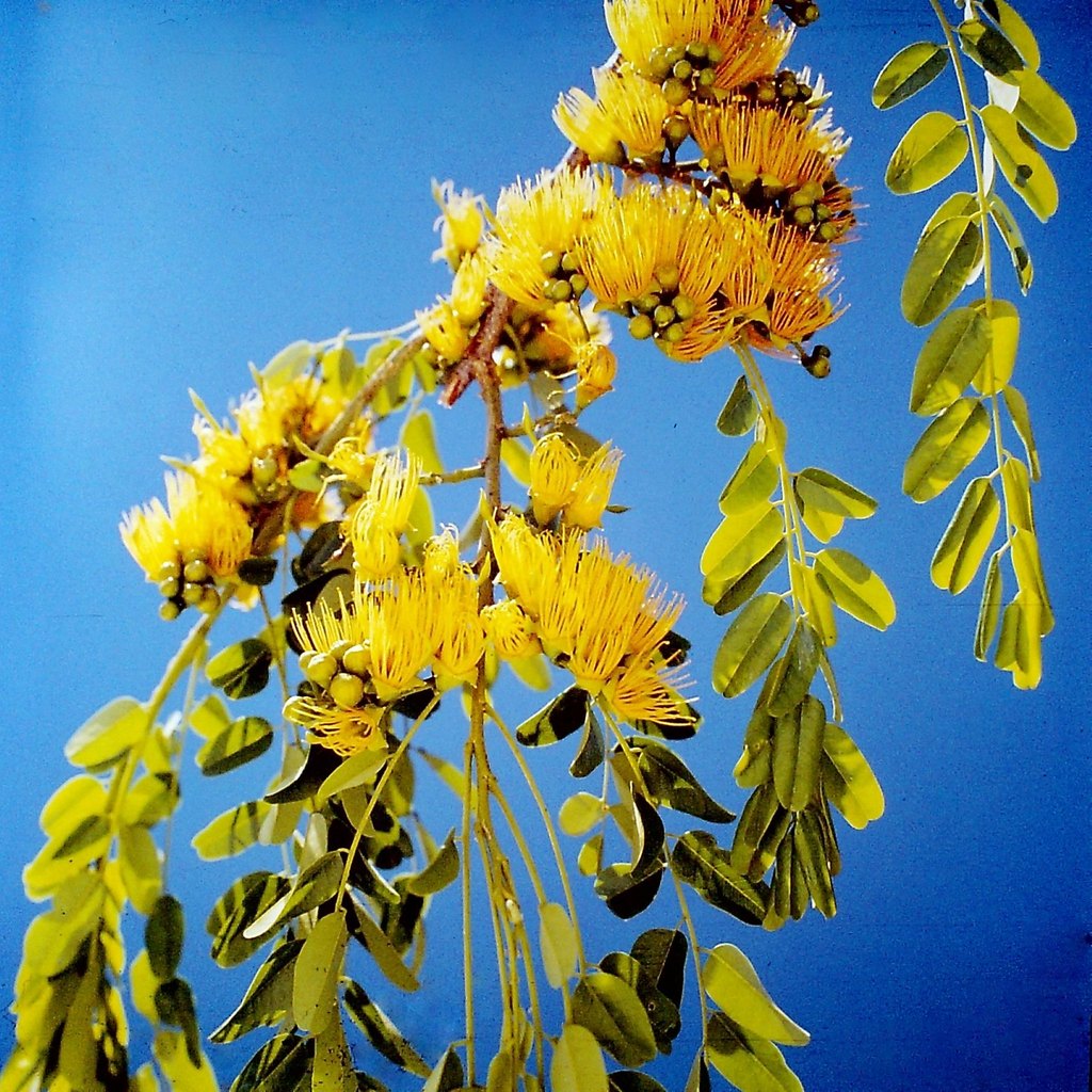 Cordyla africana