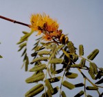 Cordyla africana