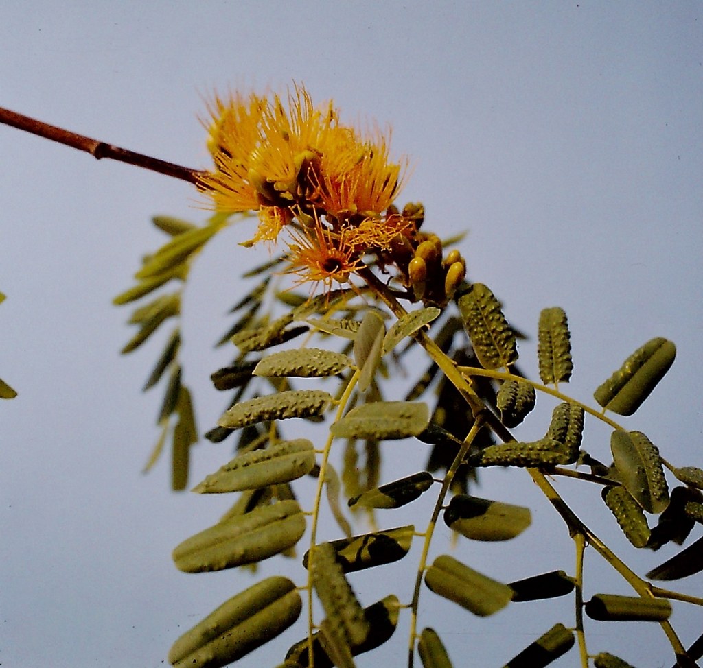 Cordyla africana