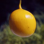 Cordyla africana