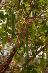 Bobgunnia madagascariensis
