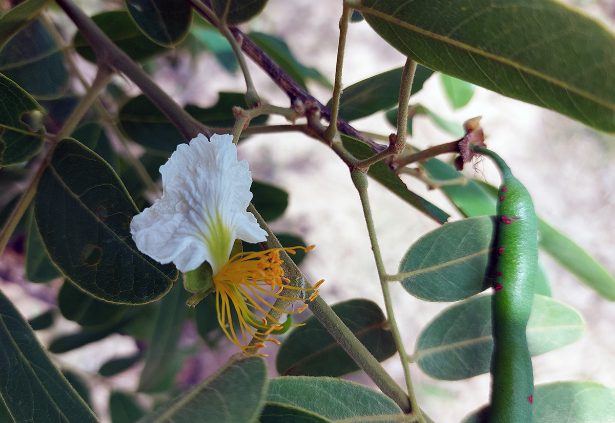 Bobgunnia madagascariensis Bobgunnia madagascariensis