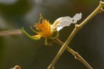 Bobgunnia madagascariensis