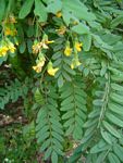 Calpurnia aurea subsp. aurea