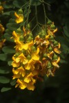 Calpurnia aurea subsp. aurea