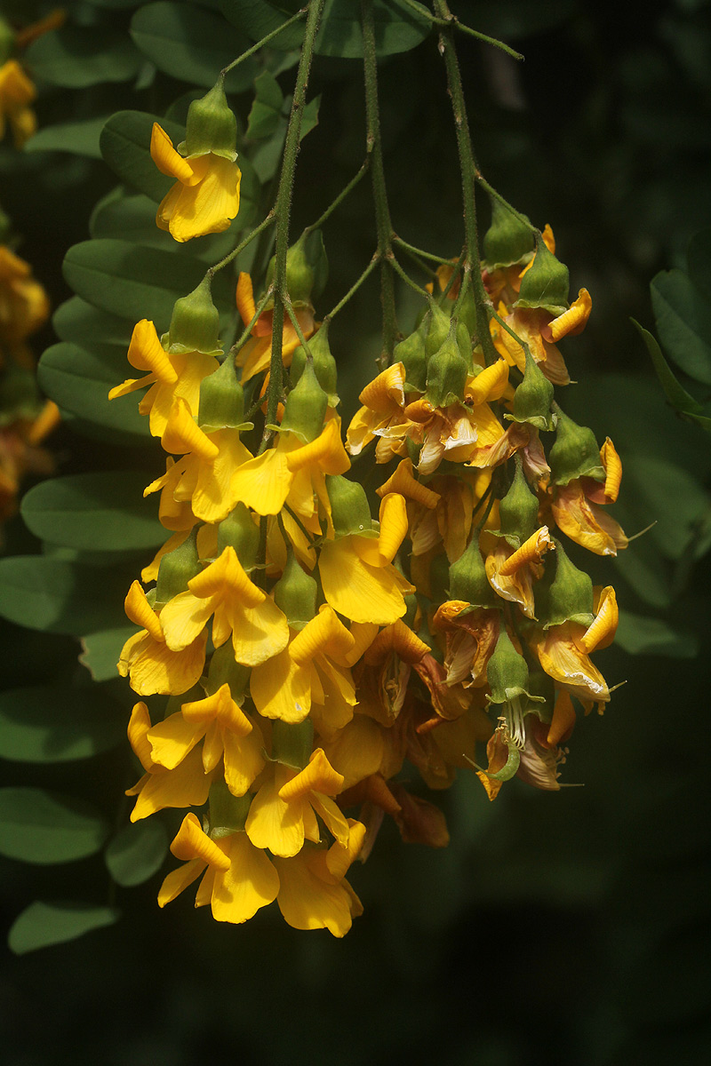 Calpurnia aurea subsp. aurea