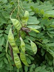 Calpurnia aurea subsp. aurea