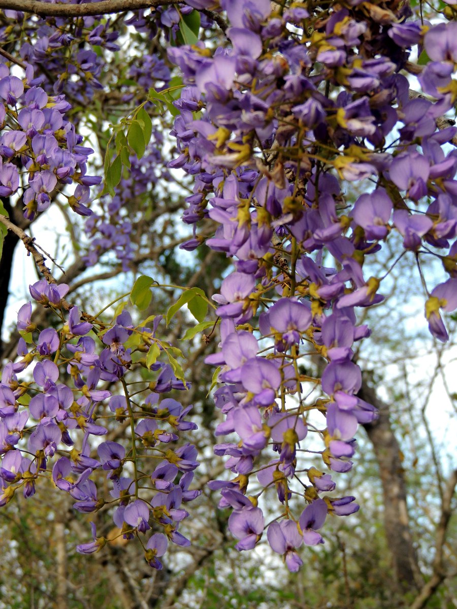 Bolusanthus speciosus