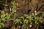 Baphia massaiensis subsp. obovata var. obovata