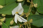 Baphia massaiensis subsp. obovata var. obovata