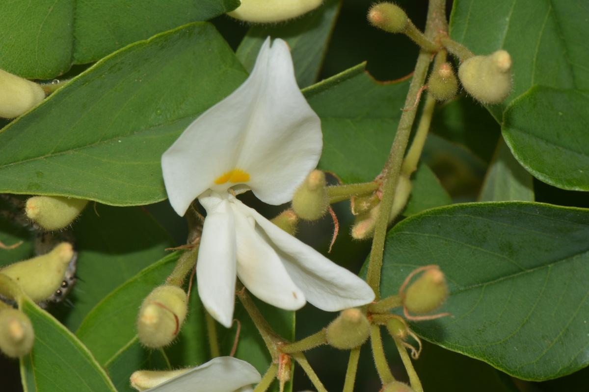 Baphia massaiensis subsp. obovata var. obovata