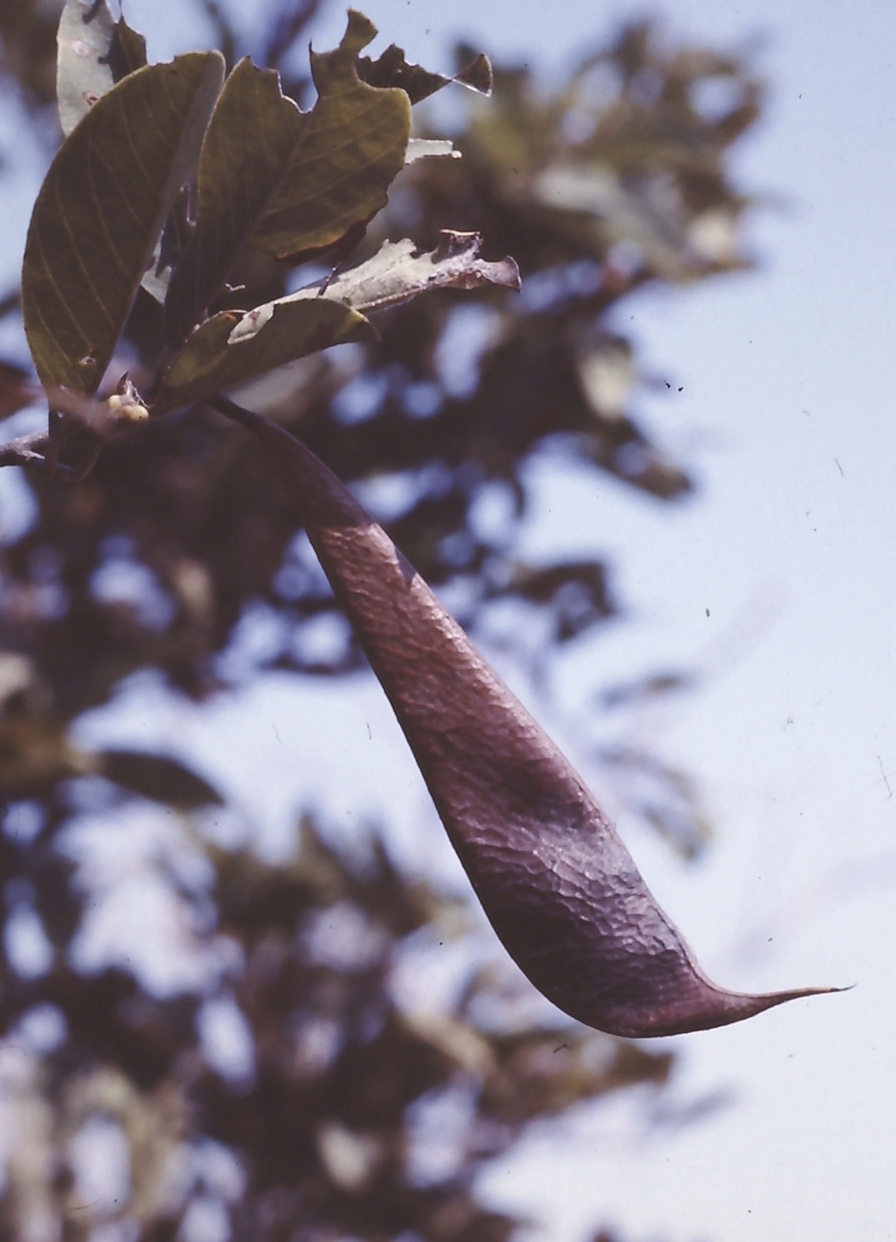 Baphia massaiensis subsp. obovata var. obovata