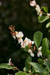Baphia massaiensis subsp. obovata var. obovata