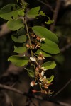 Baphia massaiensis subsp. obovata var. obovata