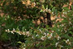 Baphia massaiensis subsp. obovata var. obovata