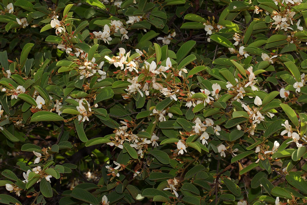 Baphia massaiensis subsp. obovata var. obovata
