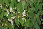 Baphia massaiensis subsp. obovata var. obovata