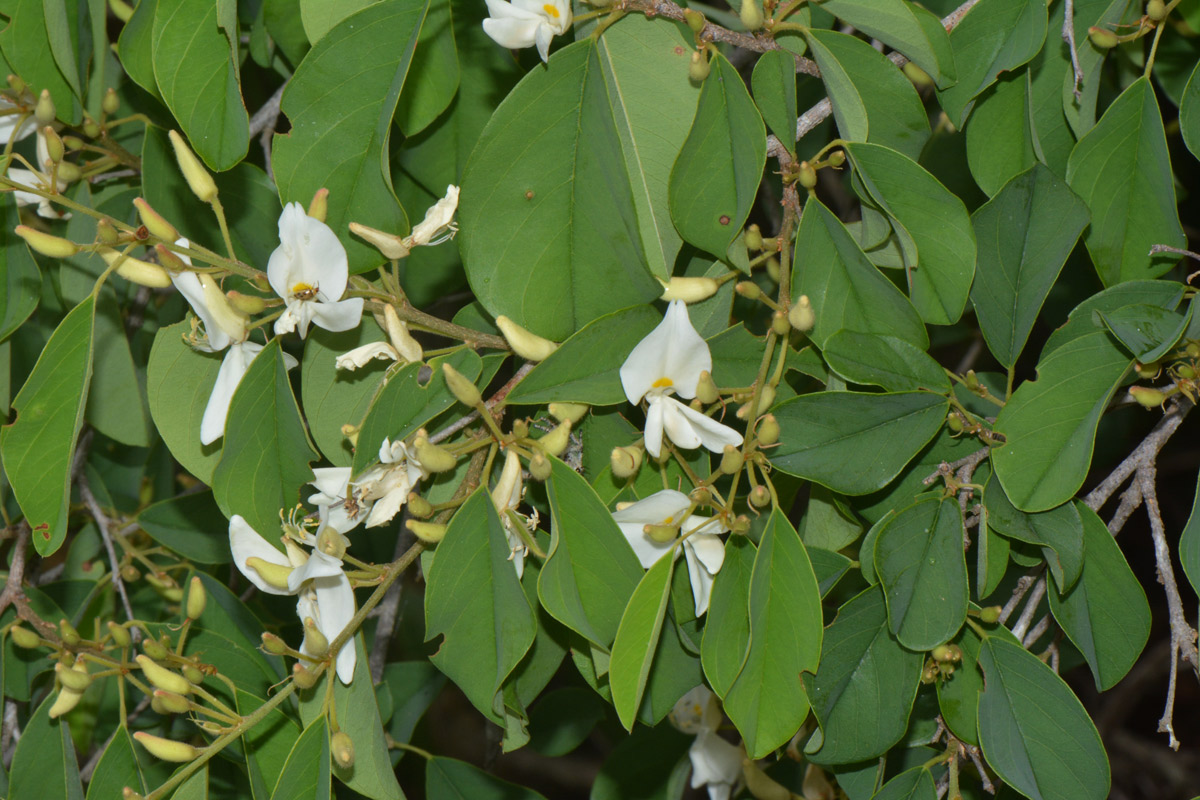 Baphia massaiensis subsp. obovata var. obovata