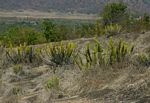 Euphorbia graniticola